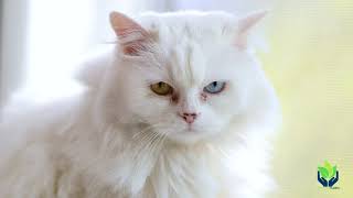 Gato Angora turco: todo sobre este felino