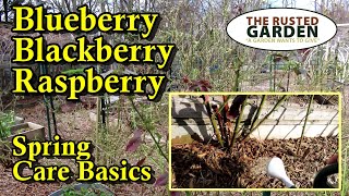 Spring Blueberry, Blackberry, and Raspberry Care & Fertilizing Made Easy