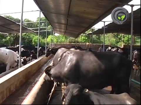 Organic Practices In Animal Husbandry