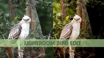 Lightroom editing tutorial for bird photography..