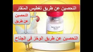 من اقوى طرق التحصين للدواجن . التحصين عن طريق تغطيس المنقار و عن طريق الوخز فى الجناح ( حلقه 43 )