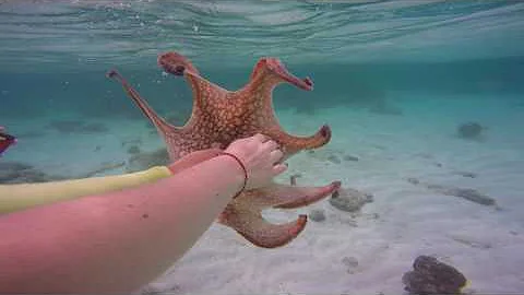 Snorkeling in Aruba - Octopus ink SPLASH