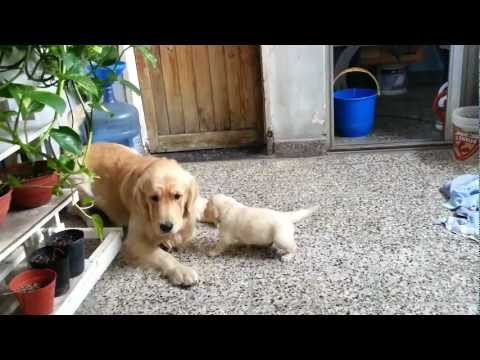 Golden Retriever puppies