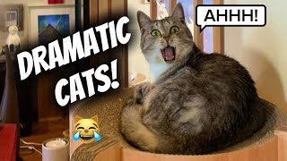 Details Cats Being Dramatic for No Reason 😂 | Funniest Cat Moments - try not to laugh 😹  Update