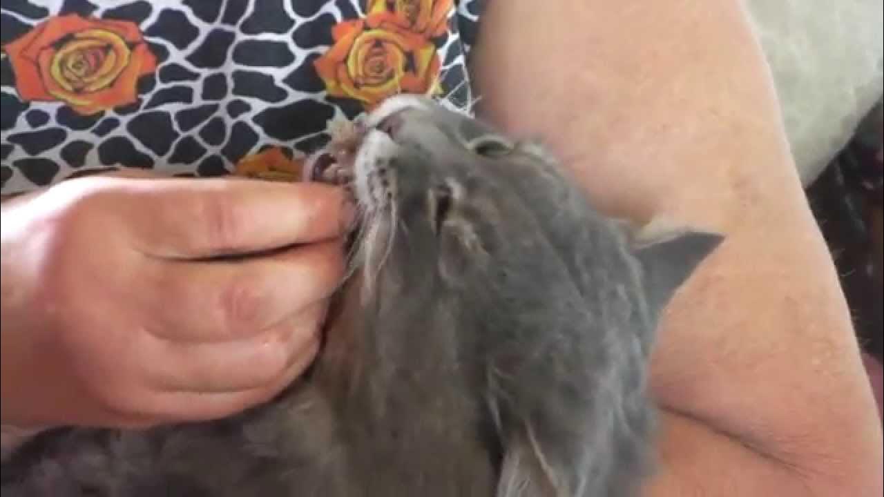 Как принудительно накормить кошку. Принудительное кормление кота. Как накормить кошку принудительно.