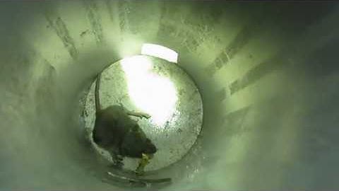 Thợ xây bẫy chuột như thế nào? (Builders go to trap mice)