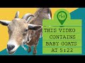 DIY Non-Toxic Cleaning Alternatives &amp; Baby Goats