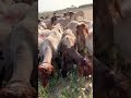 خرفان اغنام تأكل ورد الربيع Sheep eat spring roses mp3