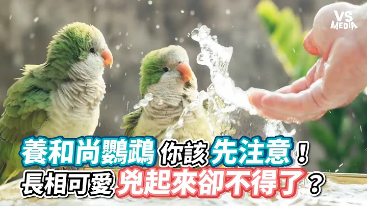 养和尚鹦鹉你该先注意！长相可爱凶起来却不得了？《VS MEDIA》 - 天天要闻