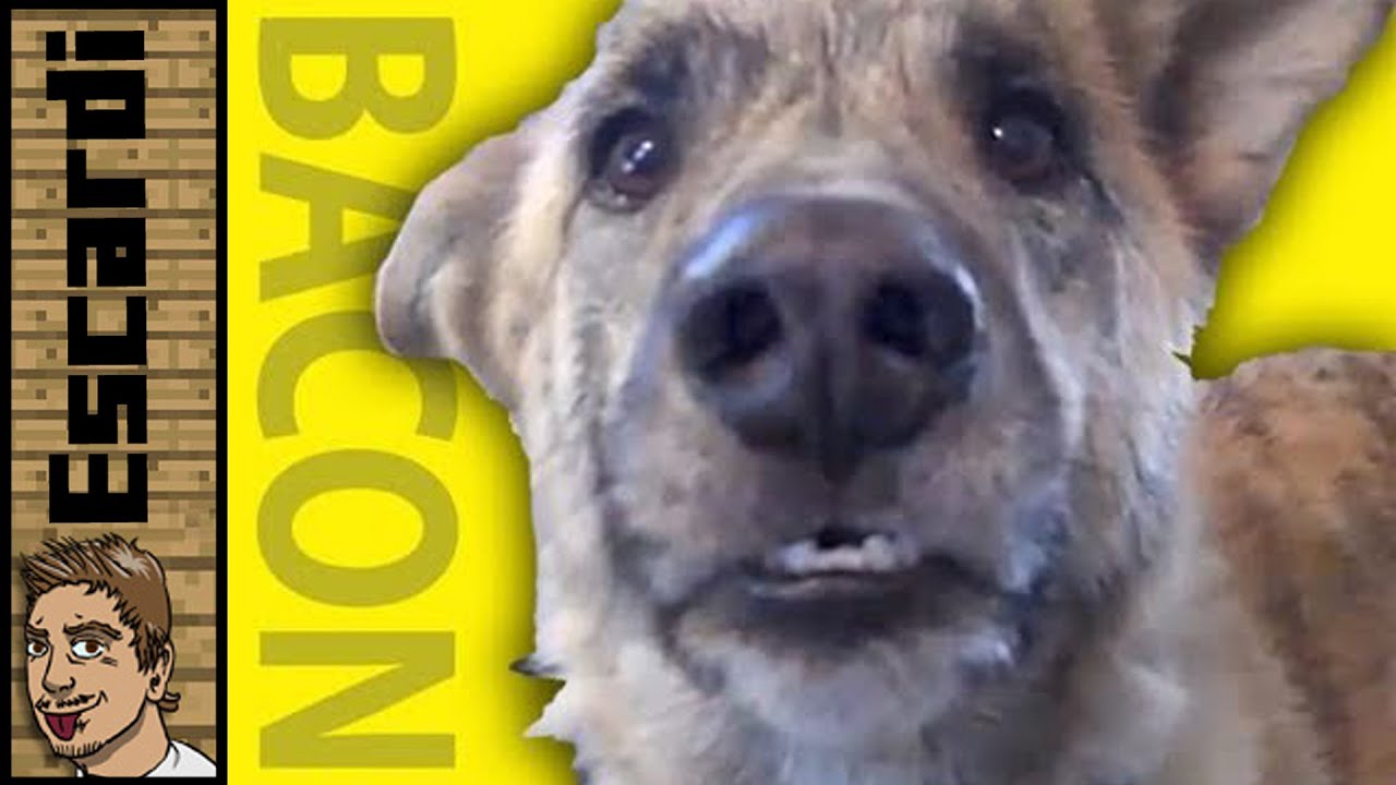 Ultimate Dog Tease [ Spanish Fandub ] - YouTube