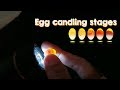 Eggs Candling Development Stages, Aviary Birds in the Bird Gallery