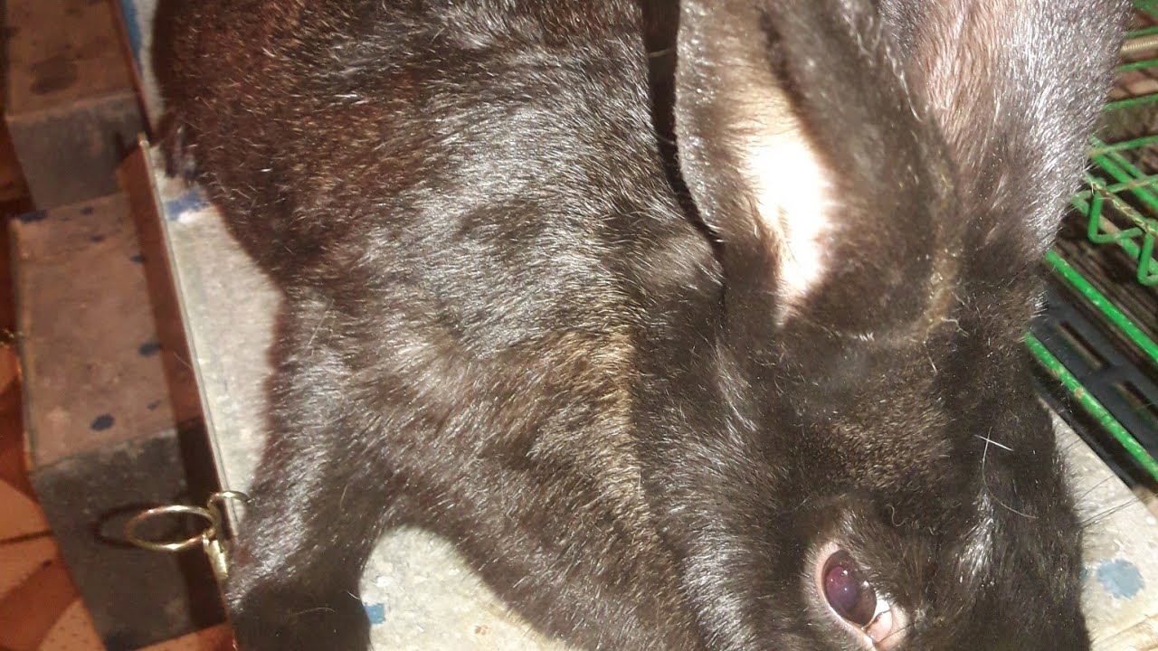 الخولاصه قبل ما تبتدي في مشروع الأرنب عشان مترجعش تندم ويضحك عليك