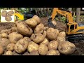 スーパーのじゃがいもを3個植えたら約20倍に増えた / How to make 20 times more potatoes from store.