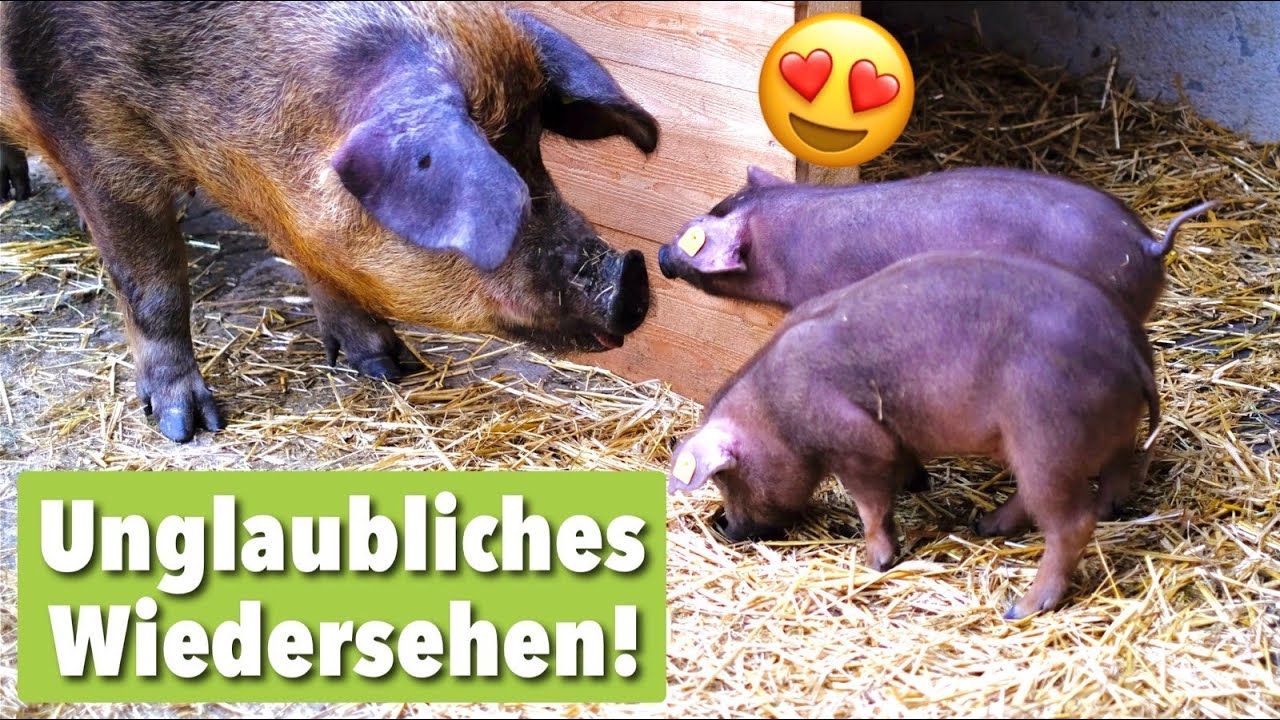 Lisas Rettung: Muttersau trifft ihre Kinder auf Lebenshof wieder