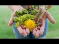 Spring foraging  my favourite wild edibles of the nordic spring  simple wild food recipes