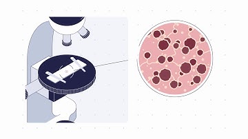 Organ-on-Chip Studies Workflow (4/6) Analysis with PhysioMimix T1 from CN Bi