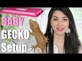 NEW Gargoyle Gecko | Setup And Care