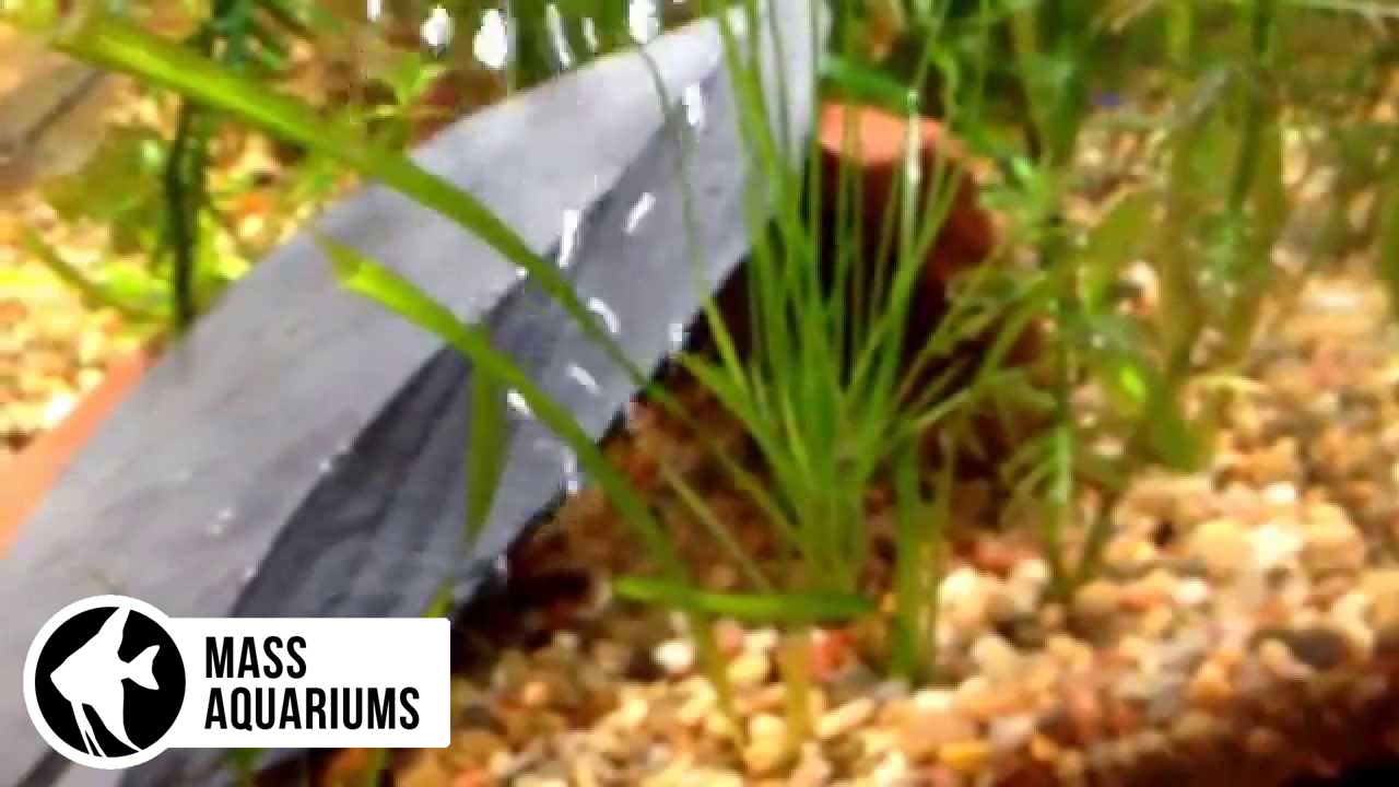 Can GRASS from your LAWN thrive in a PLANTED TANK