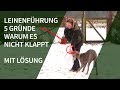 Leinenführigkeit ► 5 Gründe warum die Leinenführigkeit nicht klappt ► Mit Lösung!