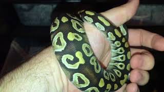 Update: My Female Mojave Ball Python Nov 2017