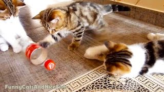 Cute Kittens Playing BottleBall