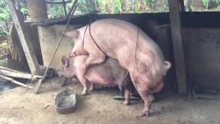 animal mating - Pig mating