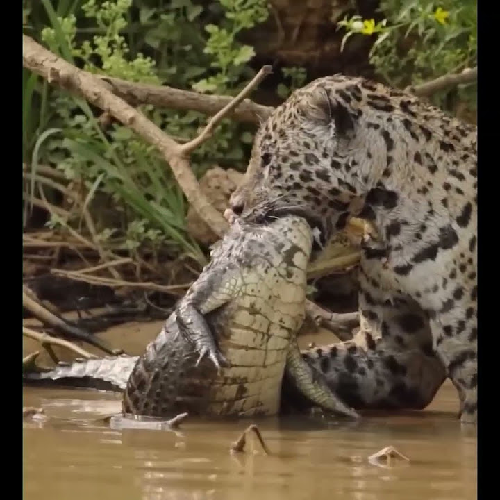 🥹 Jaguar vs crocodile 🐊 - YouTube
