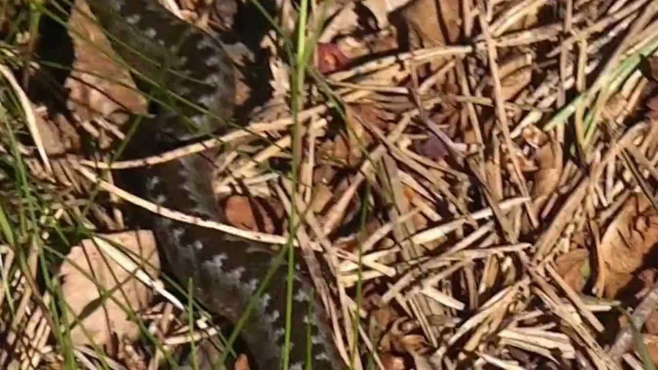 huggorm bebis First Vipera berus of June 2012