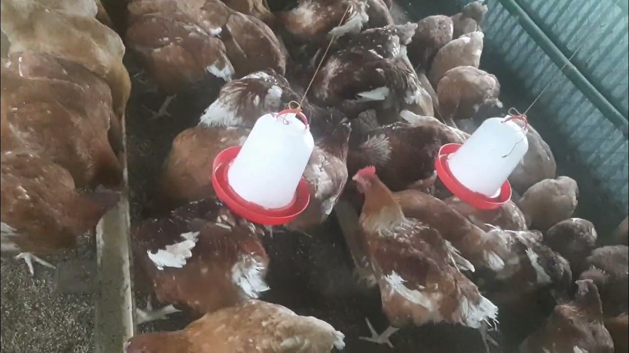 Hubbard Sasso Heritage ChickenFeeding YouTube