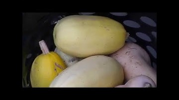 Harvesting, Curing, & Storing Winter Squash ~ Homesteading Ways