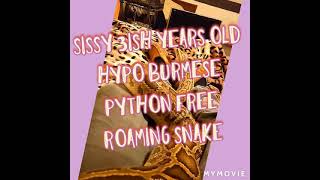 sissy the Burmese python