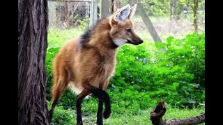 documental sobre el lobo melenudo aguara guazu!!.wmv