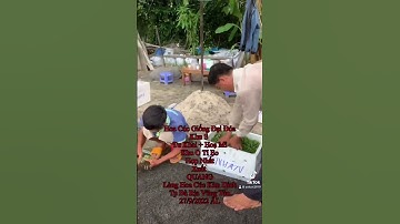 Cung Cấp Hoa Cúc Giống Đại Đoá Pha Lê Bảo Hành 15 Ngày CÔNG TY CP SX KD HOA CÚC KHÁNH HÒA A NHÀN