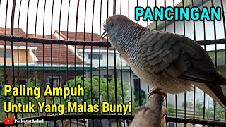 Download lagu Perkutut Lokal Gacor Suara Besar Pancingan Perkutut Paling Ampuh Agar Cepat Bunyi Langsung Nyaut