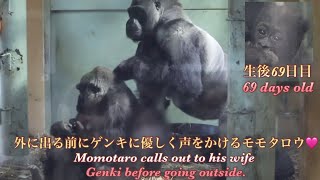 夫のモモタロウが近くにいてくれるので、安心して赤ちゃんゴリラと一緒に眠れるゲンキ♪⭐️Gorilla【京都市動物園】Genki sleeps peacefully next to Momotarou.