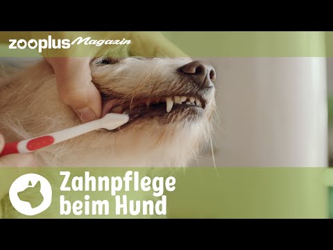 Video: Warum Zahnpflege für Hunde so wichtig ist