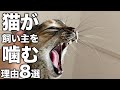 猫が飼い主を噛む理由8選！