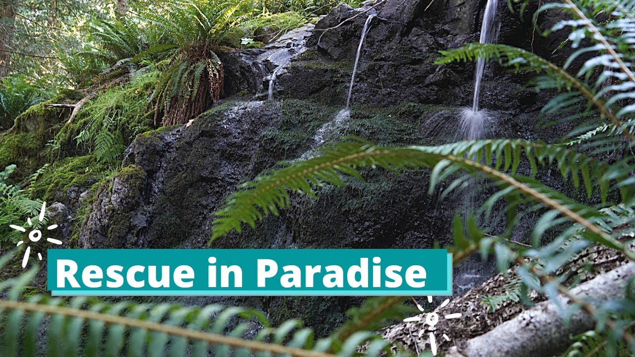Rescue in Paradise (League 55)