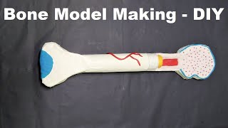 Bone Model Making Biology  Science Project   Diy At Home - CraftPiller  | still model