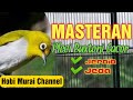 Masteran Pleci Buxtoni Wit Wit Gacor Ngalas Mp3 - Mp4 Download