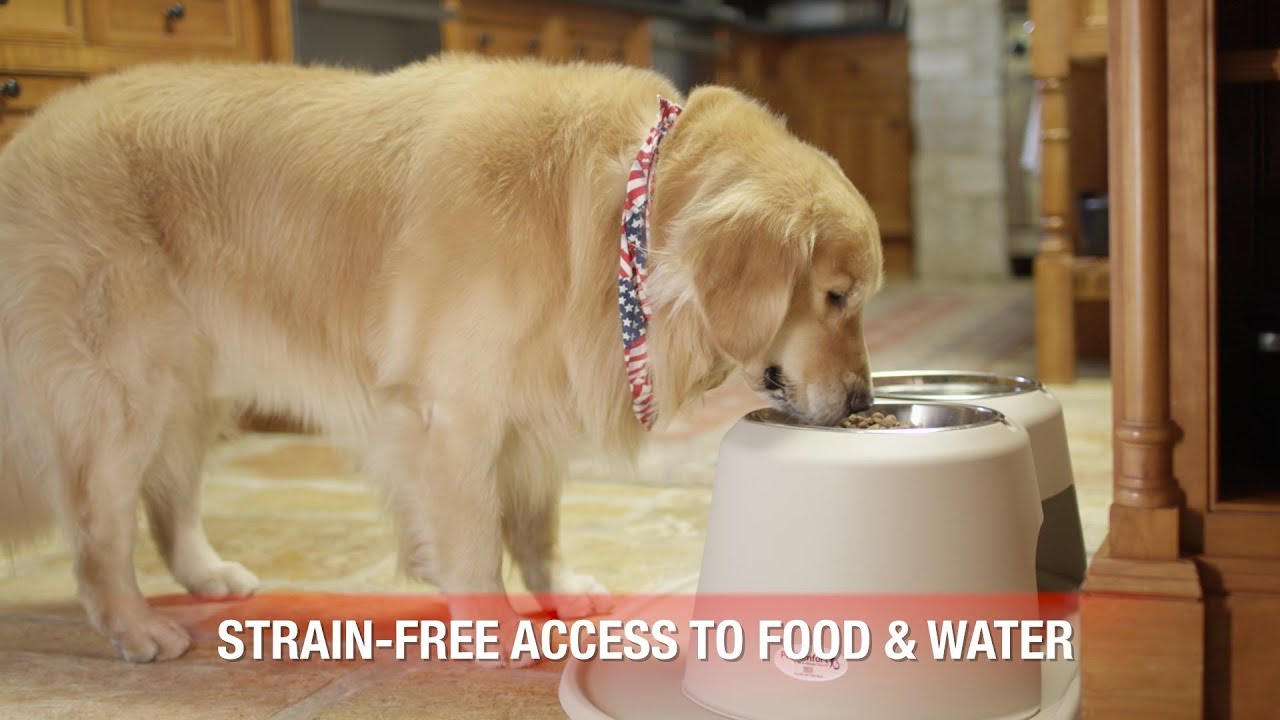 WeatherTech Pet Feeding System: Comprehensive Overview 