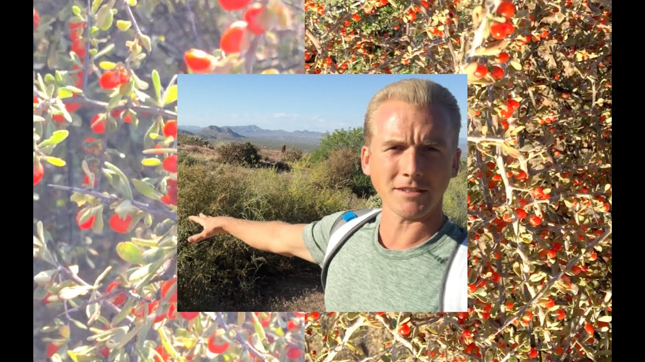 Goji Berries & Wolf Berries in Arizona YouTube
