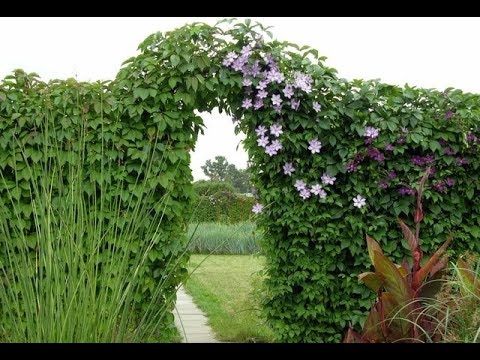 Девичий Виноград ( Польза , Мифы ) Великолепная Лиана