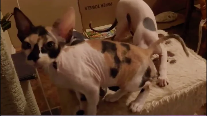 Watch the video about Calico Donskoy Sphynx Kittens' Fun-Filled Playtime #sphynx #hairlesscat #sphynxcat