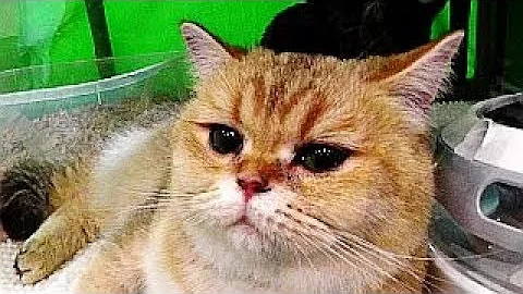 Video 6857901: european shorthair cat, purebred cat, cat show