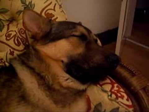 German shepherd snoring - YouTube