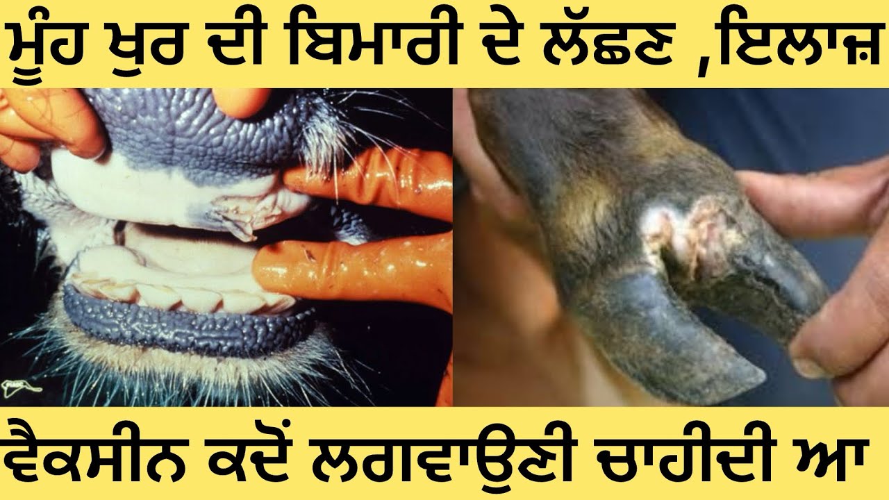 	“ਮੂੰਹ ਖੁਰ ਬਿਮਾਰੀ – ਸਹੀ ਇਲਾਜ ਤੇ Vaccine” /.	“Muh Khur (Foot & Mouth Disease) da Ilaj #FootAndMouth