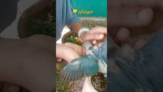 Good Morning 💚 #alquran #zaidkhan #birds #ytshort #viralvideo