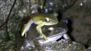Спаривание лягушек Домовый веслоног (Polypedates leucomystax) Common tree frog