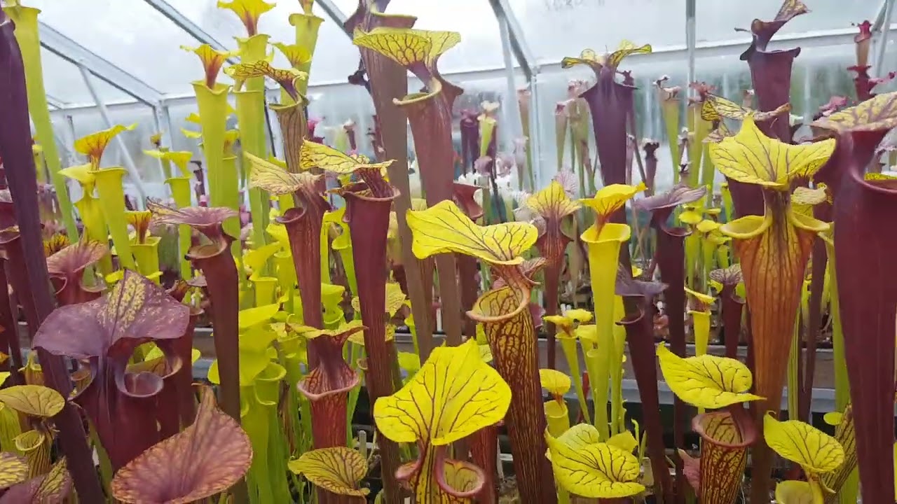 Shropshire Sarracenias collection update 1st of July,  2024